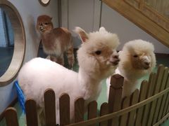 -藦茜花园宠物主题亲子互动体验馆(国顺东路店)