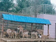 -青藏高原野生动物园