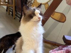 -豆逗聊愈猫阁Easy Life