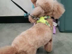 -宠爱国际动物医院(德胜门店)