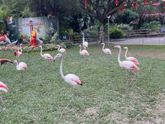 -广州长隆飞鸟乐园