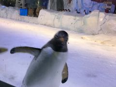 -芜湖新华联大白鲸海洋公园