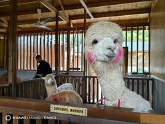 -杭州开元森泊度假乐园