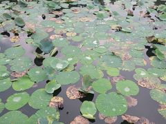 -大湾区中央湿地公园