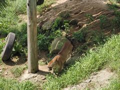 -西霞口神雕山野生动物世界