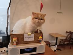 -有猫主题·治愈系猫咖(曾厝垵店)