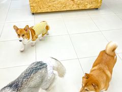 -怪兽屋·羊驼·猫咖·狗咖(俊华广场店)