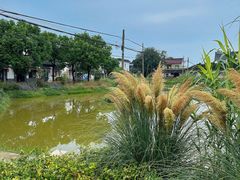 -莲花岛景区