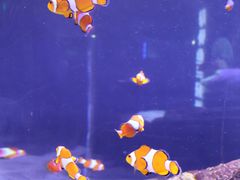 -太平洋海底世界