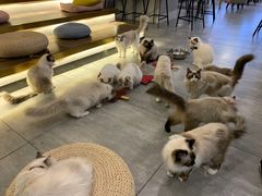 -喵喵咪呀布偶猫咖(春熙路店)