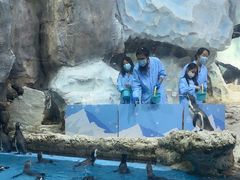 -帝企鹅自助餐厅•儿童岛•真企鹅(长隆企鹅酒店)