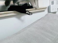 -欣宠猫屋·矮脚拿破仑·蓝金金渐层