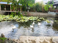 -大理洱源西湖景区