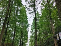-东平国家森林公园