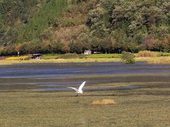 -腾冲北海湿地