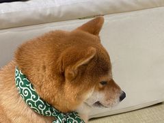 -逗柴咖啡屋·狗咖猫咖宠物桌游