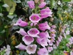 -中国科学院华南植物园