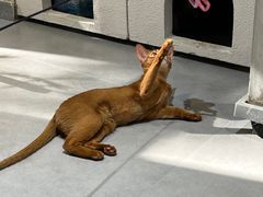-琪喵猫屋·撸猫猫咖·猫舍