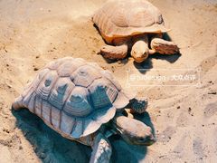 -上海大自然野生昆虫馆