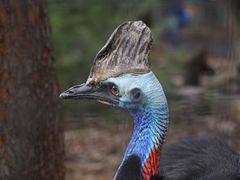 -费瑟代尔野生动物园