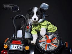 -超宠爱宠物摄影-Super pet