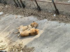 -大连森林动物园