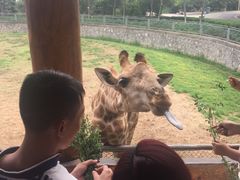 长颈鹿-石家庄市动物园