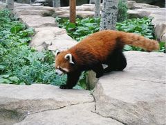 -北京野生动物园