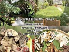 -西双版纳原始森林公园