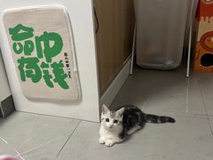 -屋虎猫馆(宝安大仟里店)