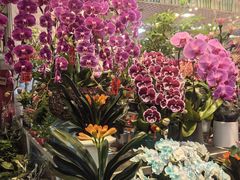 -双季花艺园艺市场(浦东店)