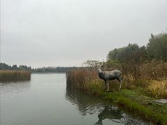 -溱湖国家湿地公园