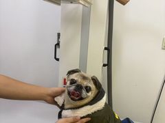 -爱妮康宠物医院·干细胞免疫细胞·肿瘤·心脏(张江店)