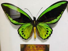 -上海昆虫博物馆