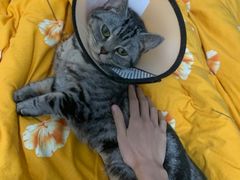 -瑞派旺宝宠物医院·犬猫全科综合·尿道专科(莲兴院)