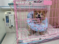 -小伙伴宠物医院•急重症转诊中心·老年专科·犬猫全科(北大街总院)