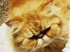 -喵园·猫主题咖啡厅·撸猫·猫咖(国贸店)