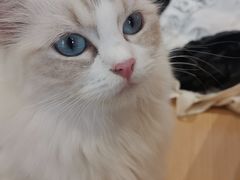 -瞄一喵猫咖(格力海岸店)