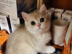 -Bastet sally猫舍购宠(静安店)