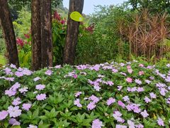 -云溪植物园