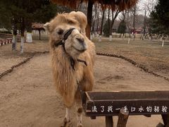 -北京野生动物园