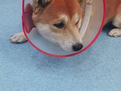 -万博宠物医院·手术·诊疗(未央凤城五路店)