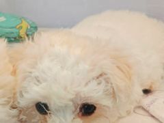 -翊宠yipet猫狗购宠庄园犬舍•猫舍