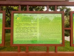 -金花茶公园