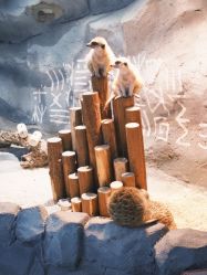 -Zoolung Zoolung动物主题公园(海信广场店)