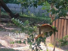 -上海野生动物园