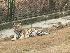 -上海野生动物园