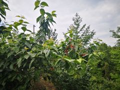 -樱桃山旅游景区