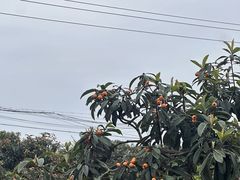 -桃源山庄·水蜜桃采摘·柴火鸡·烧烤团建(龙泉山店)