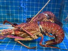 -启东小海鲜(庄先湾路1号店)